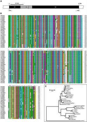 TmIKKε Is Required to Confer Protection Against Gram-Negative Bacteria, E. coli by the Regulation of Antimicrobial Peptide Production in the Tenebrio molitor Fat Body